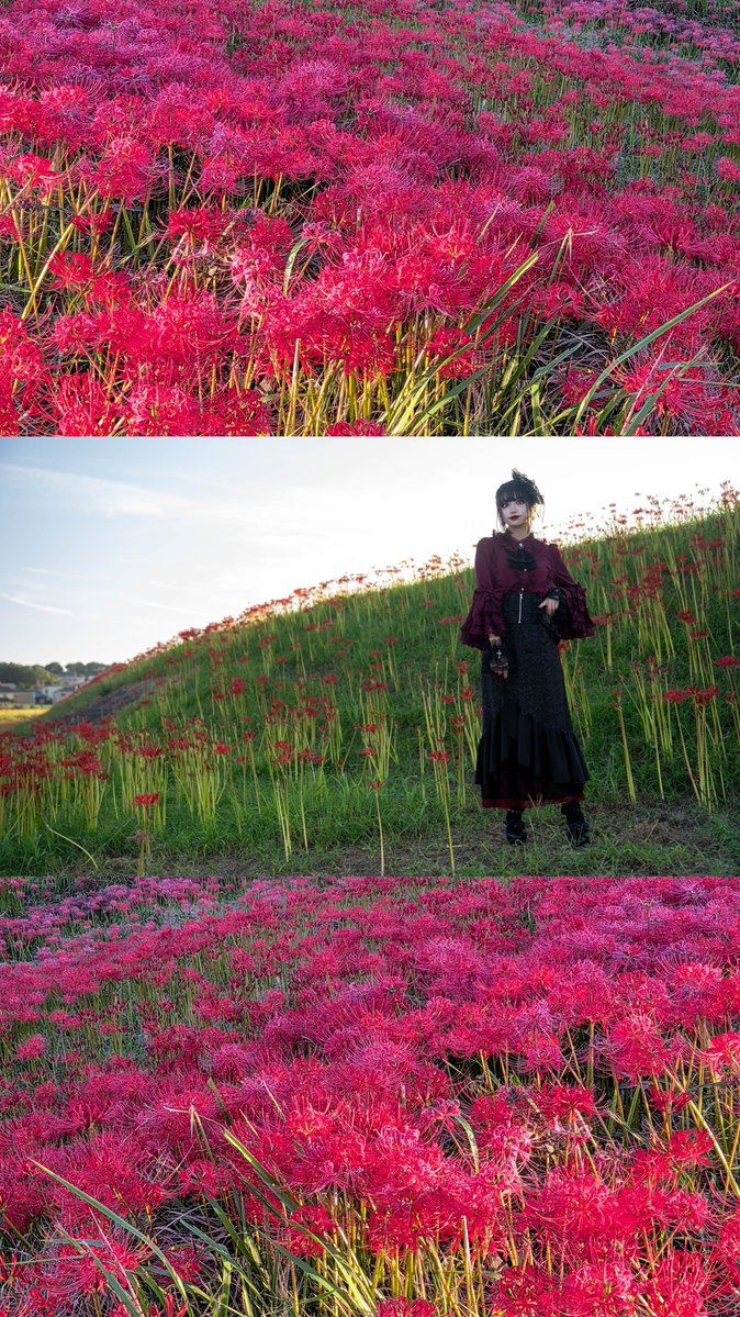 m_m_cos's tweet photo. ポトレ / 𝙿𝚘𝚛𝚝𝚛𝚊𝚒𝚝

曼珠沙華

📸𝙿𝚑𝚘𝚝𝚘. LinkSkywindさん
#SkywindPhoto https://t.co/Uqn2bo8SWL