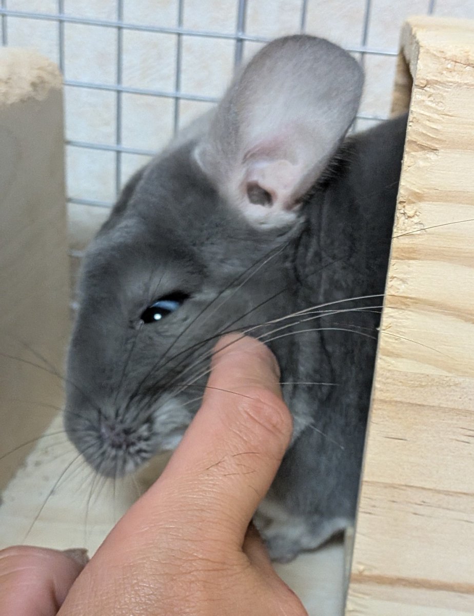 LunaChillaFluff's tweet photo. 我が家の子はお顔が可愛いのに、どうしてカイカイの時は目がキマってしまうのか

‐かがり https://t.co/ROWN1Q2trR