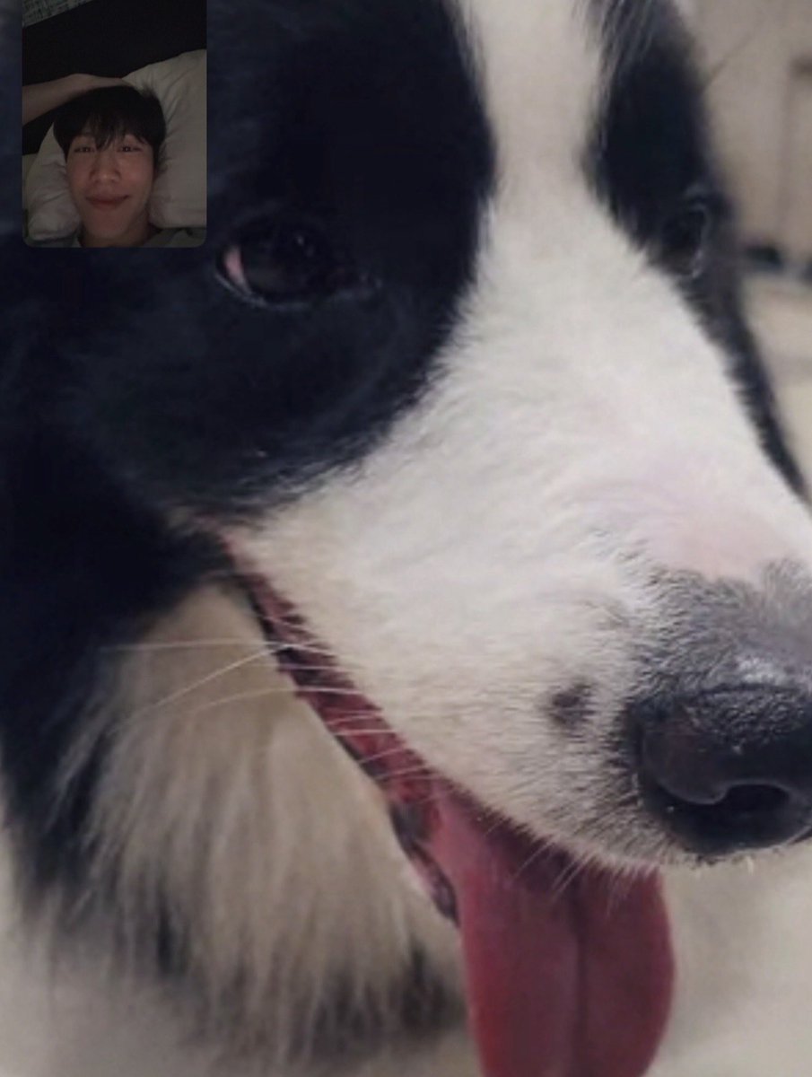 ice_eepp's tweet photo. ไปยุโรปรอบนี้หนักกกก คือปกติไม่งอแงคิดคิดม๋าขนาดนี้55555555555555555555555 ทัชกับพี่ฟค.ยังบอกคิดถึงม๋า เอ็นดูโว้ยยย 🤣🐶🤏🏻

#sammerbcollie 
#warwanarat @warwanarat https://t.co/nH6Z3Tt7bn