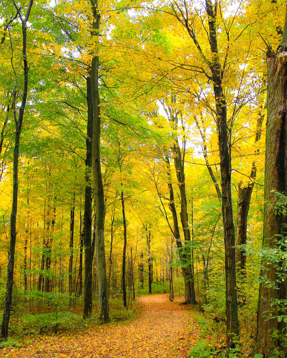 PhotoLarry2's tweet photo. The Path of Rustling Leaves 
#autumn #leaves #trees #NaturePhotography #NatureLover https://t.co/8OzP8GxMyN