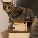 Photo by Özlem 🐾 (@ozlemeyin)