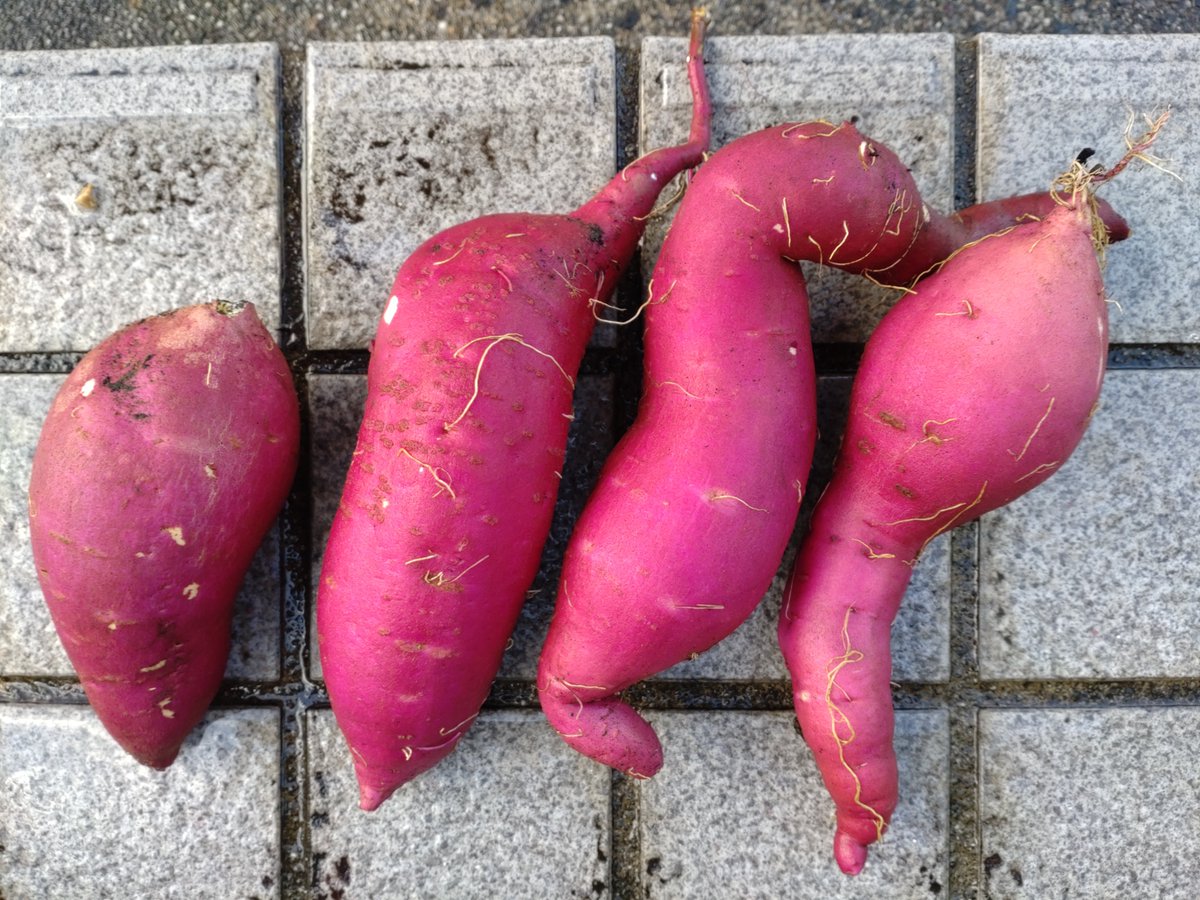 takarinryo's tweet photo. 我が家も、プランターの芋掘りしました。
天ぷらが美味しかったと妹から連絡がきました。
次回は、真っ直ぐな芋お願いしますだってさ。
😀🤭
#sorayo https://t.co/UpIP7PAXfC