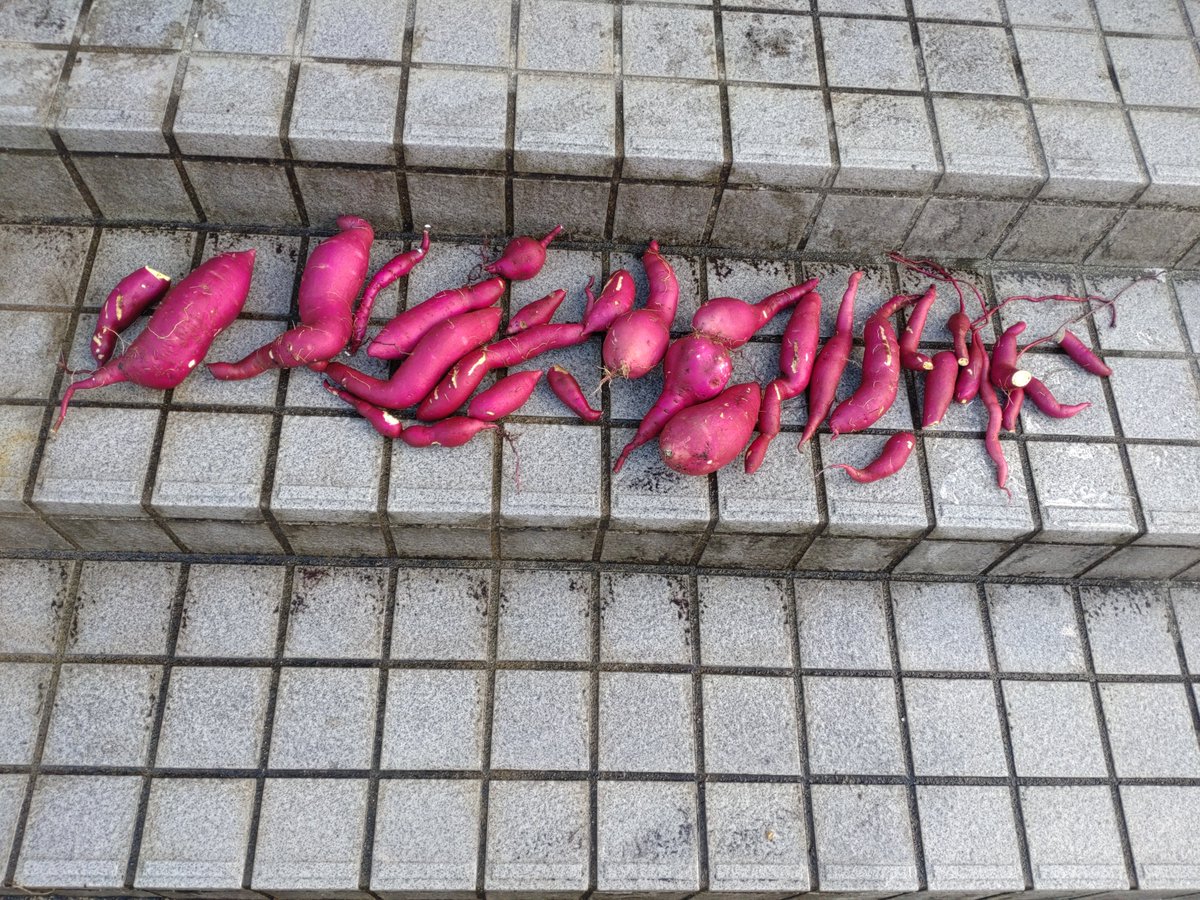 takarinryo's tweet photo. 我が家も、プランターの芋掘りしました。
天ぷらが美味しかったと妹から連絡がきました。
次回は、真っ直ぐな芋お願いしますだってさ。
😀🤭
#sorayo https://t.co/UpIP7PAXfC