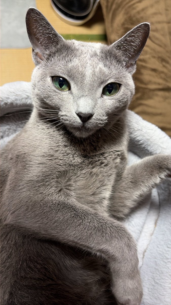 ChatGPT_mama's tweet photo. ちくしょう
なかなか伸びないし

猫か！？ウチの猫貼れば来てくれるんか！？

#ロシアンブルー
#猫のいる幸せ https://t.co/kjMWTPI1ju