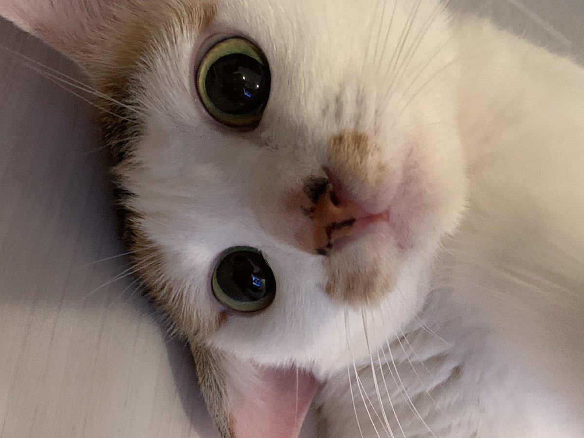 nikutaberuru's tweet photo. お　や　す　み　。 https://t.co/5dNIp6IXIh
