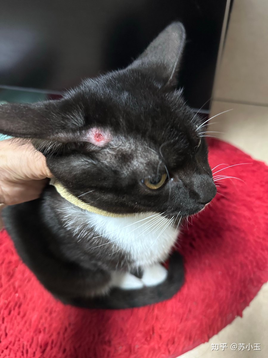 ingridespejo's tweet photo. This cihan has a carbuncle on its body, and its eyelids look a bit swollen, needing care. https://t.co/3M3tHwHN5B