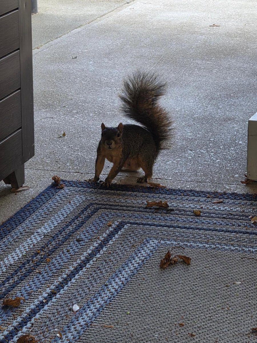 hyungwonspace's tweet photo. hyungwon on 🫧 live 💌
#형원 #hyungwon #hw_bubblelive

🐢 there are so many squirrels here in the u.s. it was looking at me like this 💪💪
🐢 you think that squirrel looks like shownu hyung? ㅋㅋㅋㅋㅋ https://t.co/jPCGo2329R
