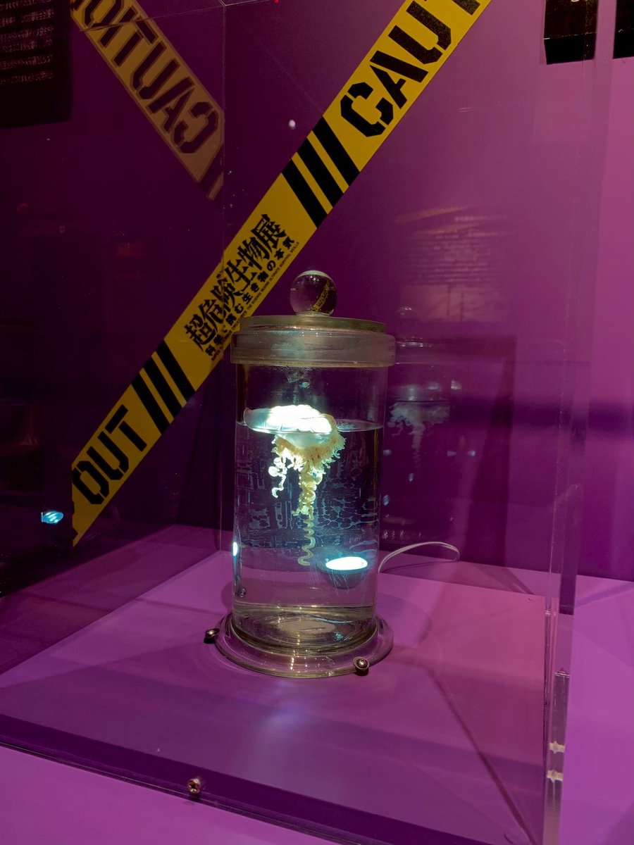 kuragedoukoukai's tweet photo. 先日「いきもの超ワールド展　国立科学博物館×ダーウィンが来た！」に行ってきました。
左は今回、右は以前開催していた「超危険生物展　科学で挑む生き物の本気」で展示されていたカツオノエボシ標本です。展示の意図や演出の違いに注目しても面白いですね🪼（k） https://t.co/wL5T8P6hHq
