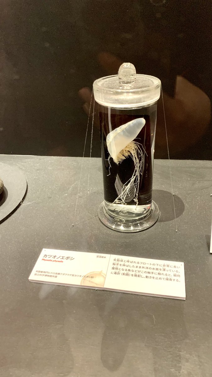 kuragedoukoukai's tweet photo. 先日「いきもの超ワールド展　国立科学博物館×ダーウィンが来た！」に行ってきました。
左は今回、右は以前開催していた「超危険生物展　科学で挑む生き物の本気」で展示されていたカツオノエボシ標本です。展示の意図や演出の違いに注目しても面白いですね🪼（k） https://t.co/wL5T8P6hHq