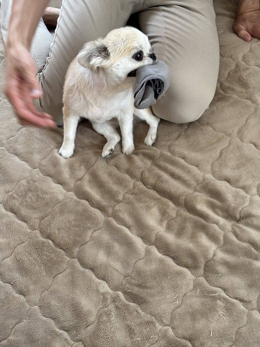 chihuahua_ume's tweet photo. 靴下泥棒 https://t.co/cCHpCFOVwJ