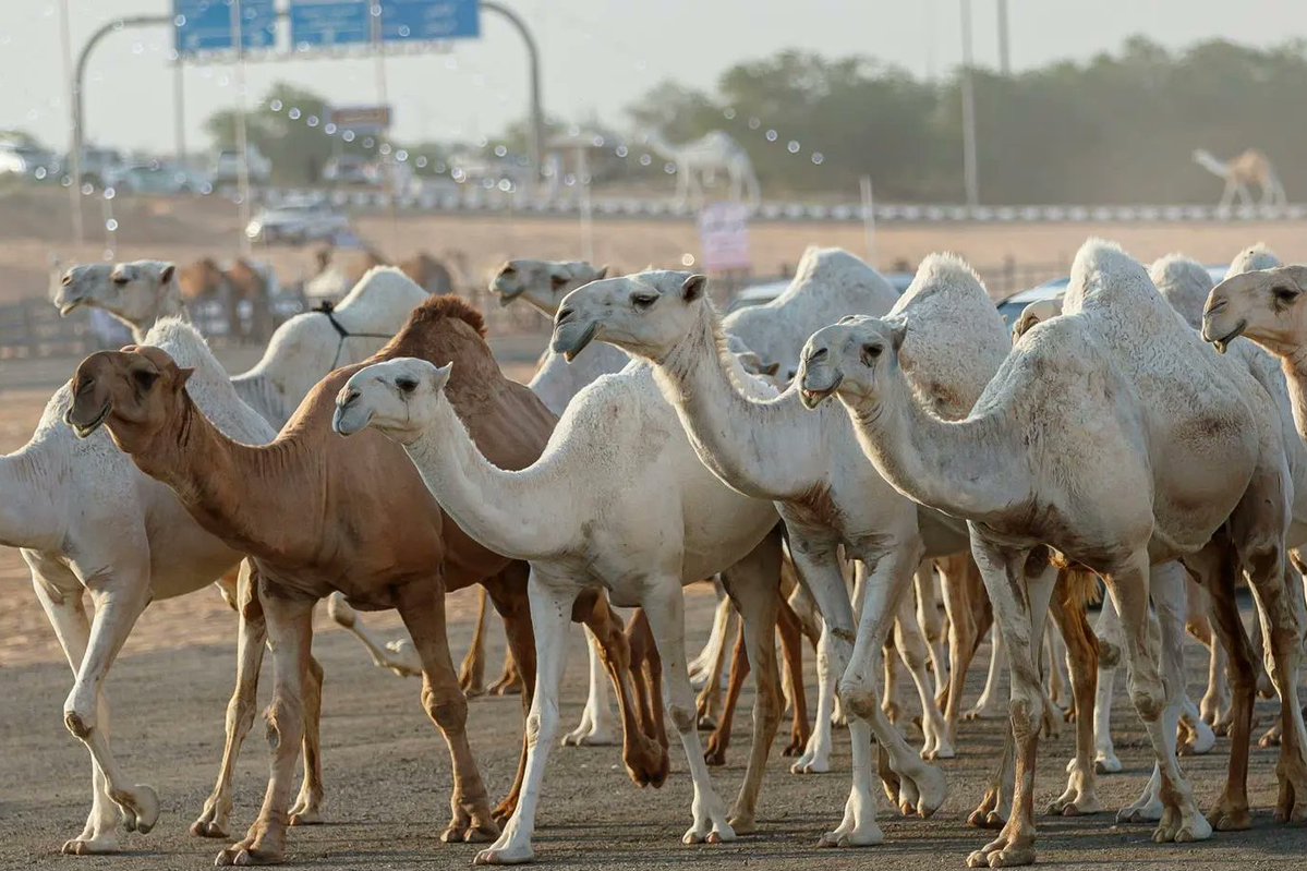 SaudiEvent's tweet photo. انطلاق فعاليات النسخة الثالثة من #ضاحية_عنيزة_لمزادات_الإبل بتنظيم أمانة القصيم.

• تقام عند تقاطع طريق الملك فهد مع طريق الأمير محمد بن سلمان وتستمر لمدة 8 أيام.
• الأنشطة تضم 26 مجسم للإبل لتعزيز البعد التراثي، و30 موقع للأسر المنتجة والحرفيين.

📍#القصيم https://t.co/q53Ojo15ol