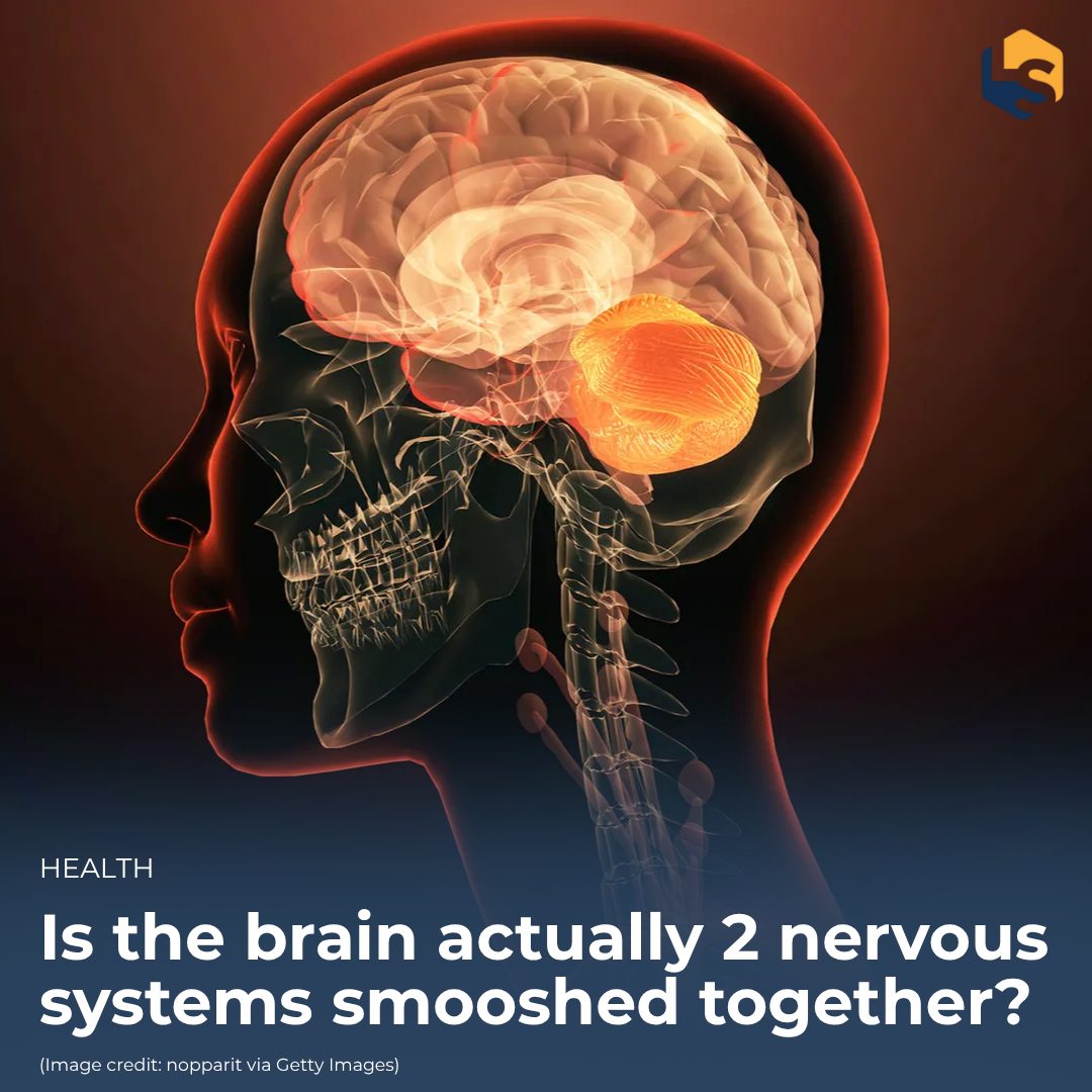 LiveScience's tweet photo. A recent study may reshape our understanding of brain evolution and open new avenues for studying neurological diseases.

Read about the study here: https://t.co/0zMLiYUk40 https://t.co/wocyLI9XWI