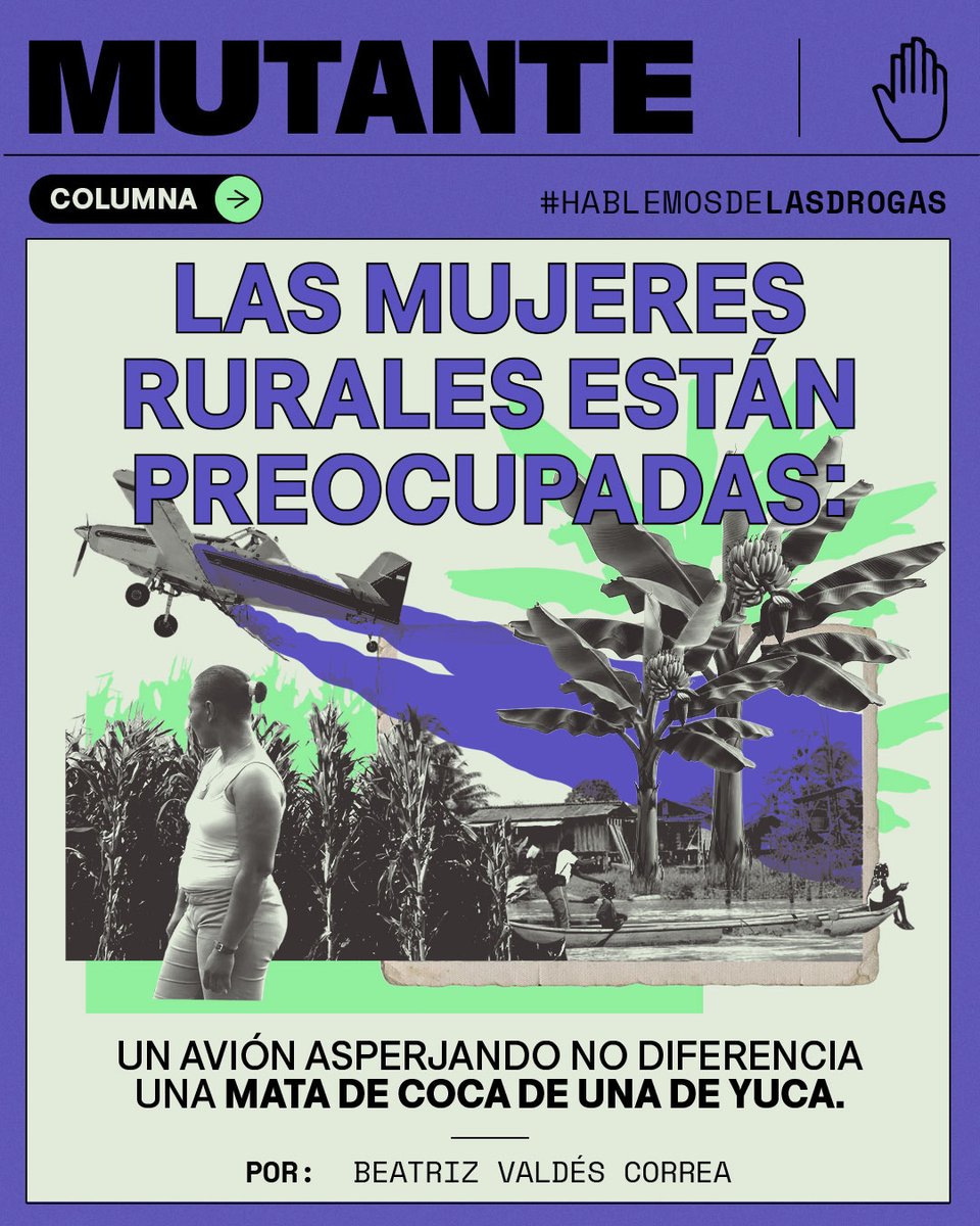 MutanteOrg's tweet photo. El Gobierno debe responderles a las mujeres rurales, dice en esta columna @Beatrijelena, líder de Comunicaciones e Incidencia de @IlexAJ.

🗣️⚠️ En medio de la controversia que ha causado el anuncio del Gobierno sobre la reactivación de las aspersiones áreas para los cultivos de coca, se han reactivado también los testimonios de las mujeres negras rurales que ya han vivido en carne propia los efectos nocivos de un método de fumigación que no discrimina las matas de coca de las de yuca o plátano.

Viejas preguntas vuelven al debate:

🤔 ¿Quienes verán afectadas sus vidas, su salud y su seguridad alimentaria con la decisión de asperjar con glifosato o con un nuevo químico?
🤔 ¿Cómo protegerá el Gobierno a esas comunidades rurales de una decisión que ya ha salido mal en el pasado?

👵🏾 “Nosotros le decimos al Gobierno que no queremos que vuelvan a fumigar con eso [glifosato]. Muchas personas se enfermaban. Los animales se morían. Uno pierde sus cosas y nadie le va a responder”, le dijo Pacha, una partera del Chocó, a la autora de esta columna.

Lee 'Retomar la aspersión aérea: cultivos muertos, niños enfermos y mujeres rurales en peligro' acá: https://t.co/cliNlDDoQj

Texto: @Beatrijelena 
Diseño de carrusel: Luisa Arango y @dame__una_a 

#HablemosDeLasDrogas