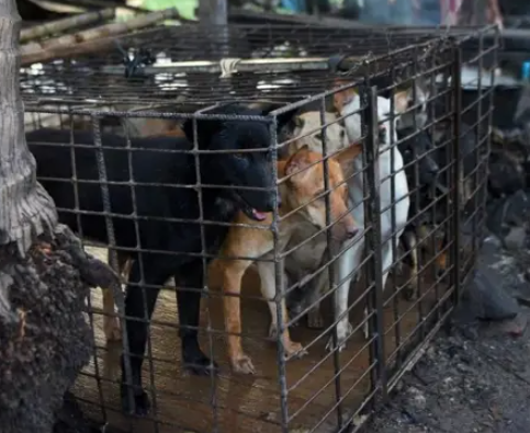 NamiKim_DogsSK's tweet photo. 🆕NEWS FROM 🇰🇭#Cambodia

Siem Reap  #DogMeat ban: NGO urges stronger enforcement

Dog meat has officially been off the menu in Siem Reap since a 2020 ban was introduced. Despite the ban, an animal welfare NGO has warned that it remains popular among some Cambodian consumers, appearing as the unnamed but understood “special meat”.

PRESS REVIEW:
📰https://t.co/NSS6nc0YV6 by .@staronline 
📰https://t.co/NOTDR8bwx6 by  .@asianewsnetwork 
📰https://t.co/zo3MOZzcDI by .@phnompenhpost  

#EndDogMeatTrade