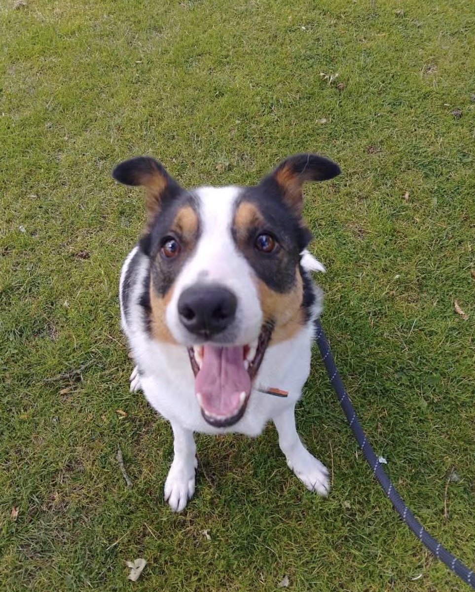 H2RScotland's tweet photo. Odin is a beautiful 3 year old male Border Collie. He is available and looking for a new home. 
Sadly due to the owners health , Odin needs someone who can provide him the stimulation and attention he needs. He is very much loved but would be best in a home with someone who can give him lots of walks and attention. 
He is chipped and neutered and healthy with no concerns. 
Odin can be wary of strangers to begin with and would need a little time to get use to anyone new. 
He is okay with some pets and can be wary of others - due to this, he’d be best in a home with no other pets to save him any unsettlement. 
Odin eats dry and wet food and is also crate trained. 
He loves toys and can be strong on the lead. 
Odin has had the same owner since being a pup. 
He isn’t a fan of the hoover but does love to play with a ball. 
He is more of a fan of women than men, so may be best with a lone female looking for company, although we will consider male households too. 
Odin is very loving and affectionate. No cats. 

For more information or to offer Odin a new home please email directly to info@help2rehome.com