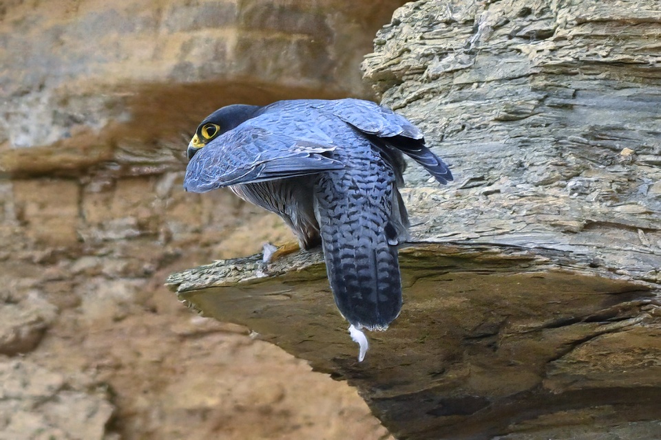 bomberburnside's tweet photo. Peregrine tiercel from this morning. Co Durham. https://t.co/iZQ08xDYo4