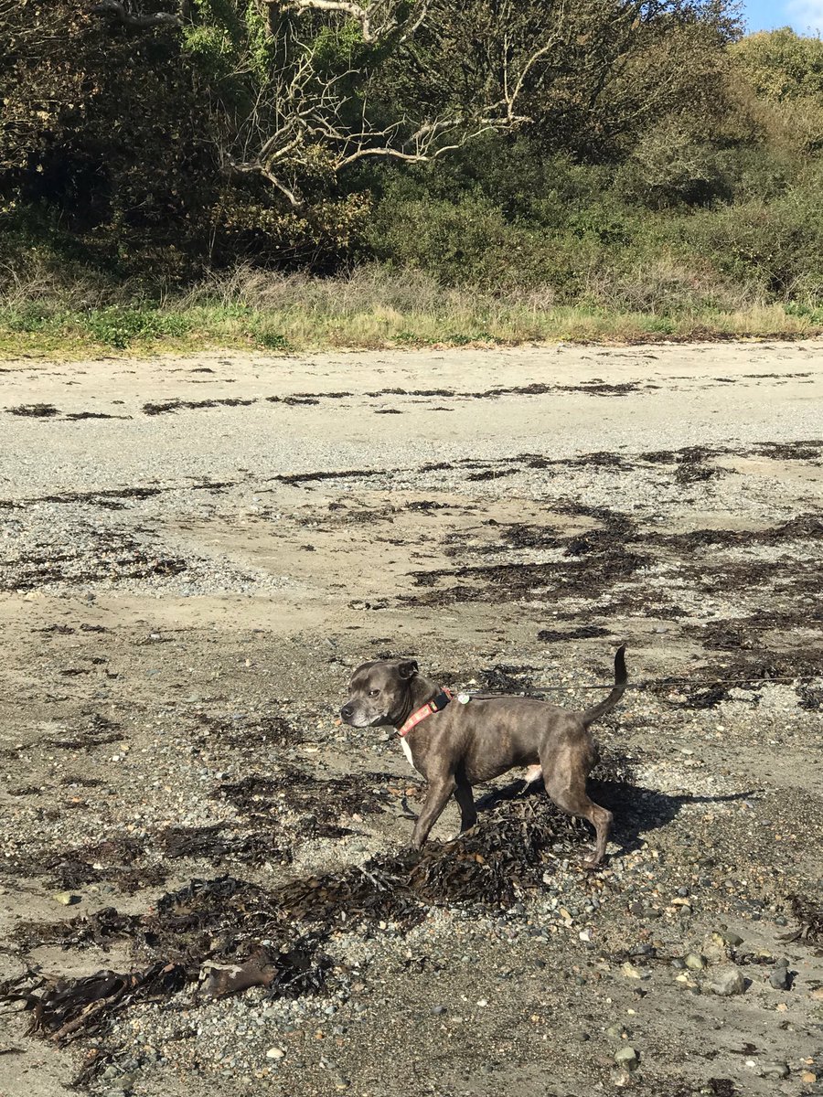 Tylwyth_Teg1897's tweet photo. The last day of Tegi tours Anglesey 🐾 🏴󠁧󠁢󠁷󠁬󠁳󠁿 
Penrhos nature reserve and coastal path is the best place for a 'sniffari
Sadly we didn't see any red squizzers  🐿 this time.

@PenrhosSave #SavePenrhosNatureReserve 🙏🏻 🏴󠁧󠁢󠁷󠁬󠁳󠁿 https://t.co/8Ss6pB4ima