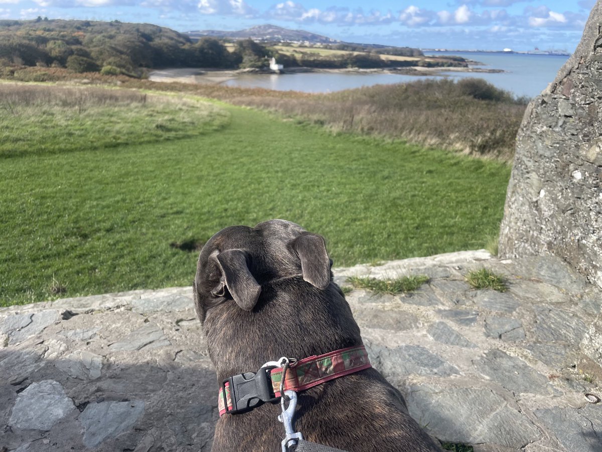 Tylwyth_Teg1897's tweet photo. The last day of Tegi tours Anglesey 🐾 🏴󠁧󠁢󠁷󠁬󠁳󠁿 
Penrhos nature reserve and coastal path is the best place for a 'sniffari
Sadly we didn't see any red squizzers  🐿 this time.

@PenrhosSave #SavePenrhosNatureReserve 🙏🏻 🏴󠁧󠁢󠁷󠁬󠁳󠁿 https://t.co/8Ss6pB4ima