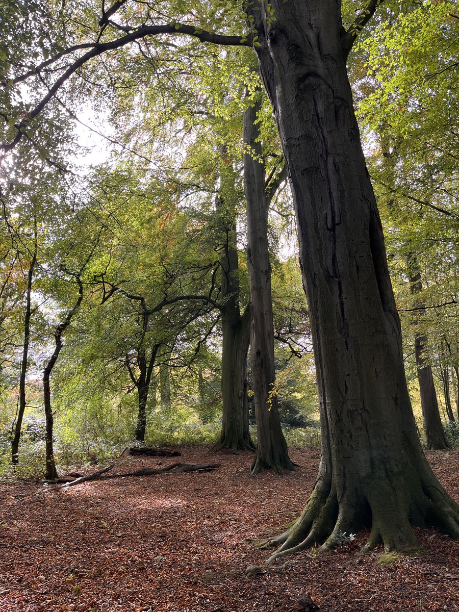 CoachingDB's tweet photo. A walk in the woods never fails to calm and sustain me: nature, beauty, clean air, gentle exercise. https://t.co/rq7i5Jmchs