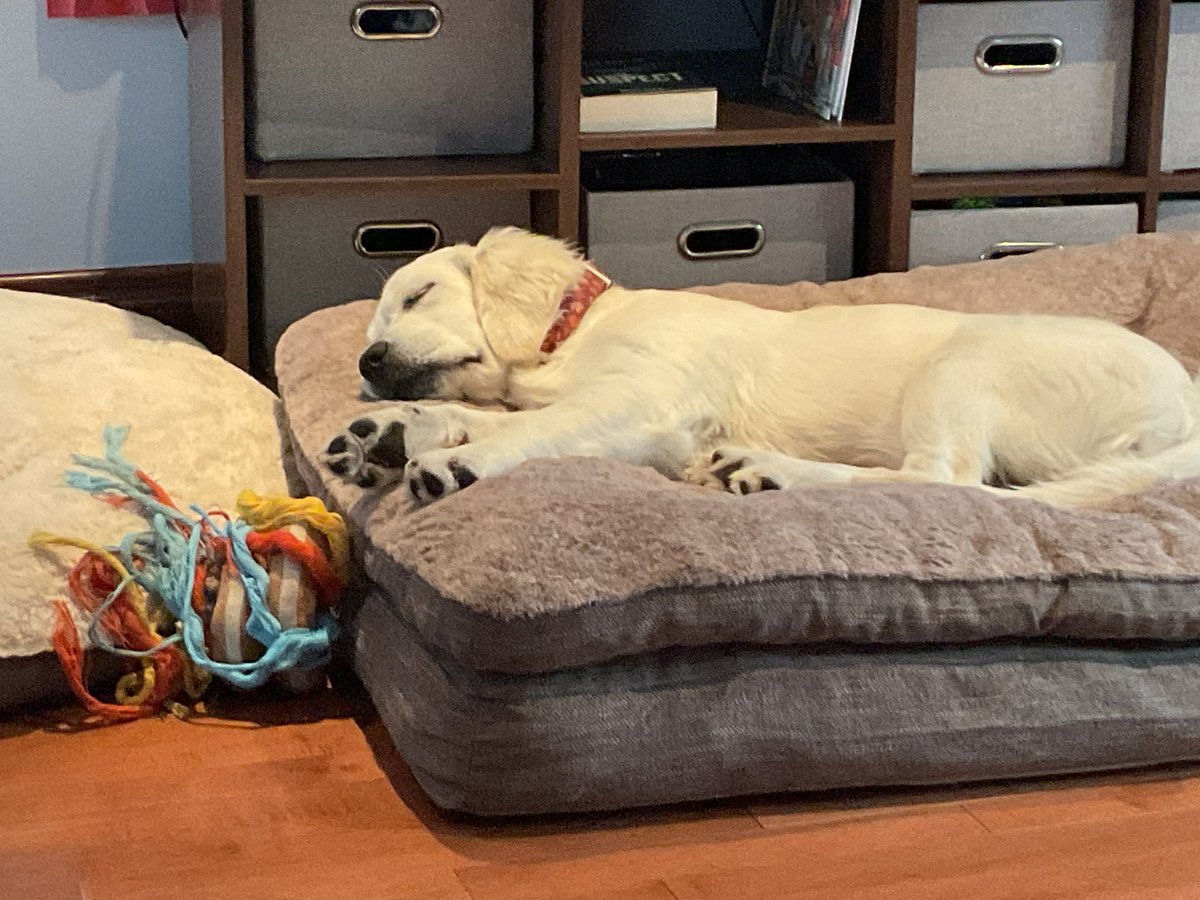 potins02's tweet photo. @Locoman55606593 Maverick aussi a besoin d’une petite sieste. 😴 https://t.co/2SxmAfB9SF