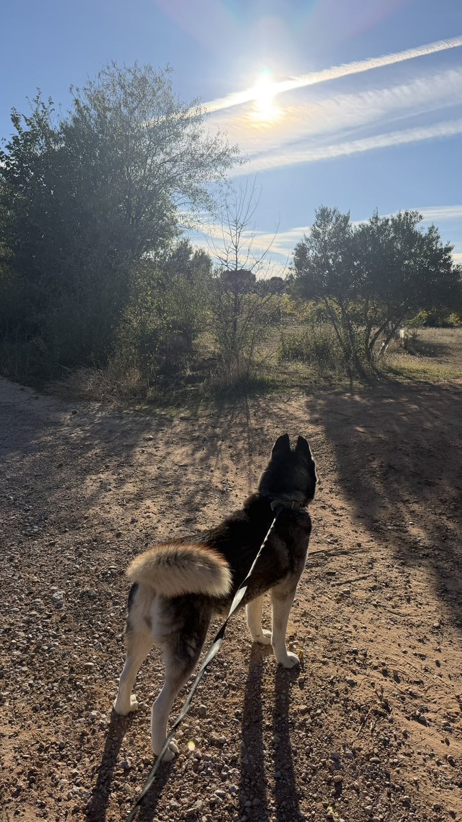 Jorge_JMG_'s tweet photo. Te vas de paseo con tu perra y decide meterse en todos los charcos que ve. https://t.co/IzMJJoMHxS