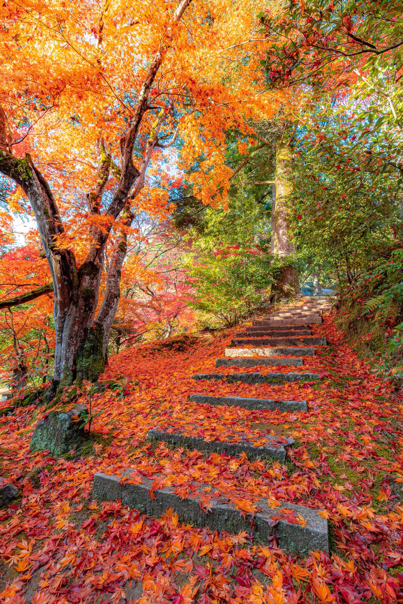 yuya0240's tweet photo. 紅葉の階段 https://t.co/Db7zsZJRje