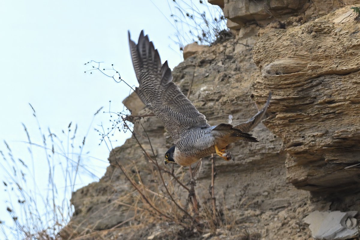 bomberburnside's tweet photo. Peregrine tiercel from this morning. Co Durham. https://t.co/iZQ08xDYo4