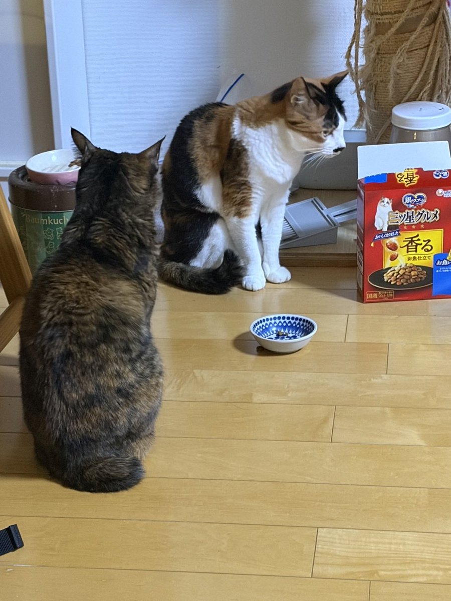 chokota0326's tweet photo. 我が家のご飯待ち https://t.co/J48C8Uzmg3