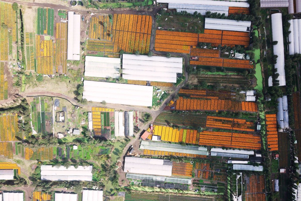 Jualicra's tweet photo. No es por presumir, pero no le pedimos nada a los campos de tulipanes de Holanda o a los de lavanda del sur de Francia.

Buenos y hermosos días, les comparto algunas fotos de la capital del cempasúchil.

En la zona chinampera, este fin de semana es uno de los más hermosos del año.

¡Por 15 días, Xochimilco se pinta de naranja y amarillo!

¡Rompimos récord! 10 millones de plantas listas para adornar ofrendas y altares, calles y avenidas para acompañar la llegada de quienes se nos adelantaron.