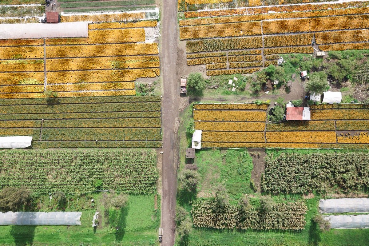 Jualicra's tweet photo. No es por presumir, pero no le pedimos nada a los campos de tulipanes de Holanda o a los de lavanda del sur de Francia.

Buenos y hermosos días, les comparto algunas fotos de la capital del cempasúchil.

En la zona chinampera, este fin de semana es uno de los más hermosos del año.

¡Por 15 días, Xochimilco se pinta de naranja y amarillo!

¡Rompimos récord! 10 millones de plantas listas para adornar ofrendas y altares, calles y avenidas para acompañar la llegada de quienes se nos adelantaron.