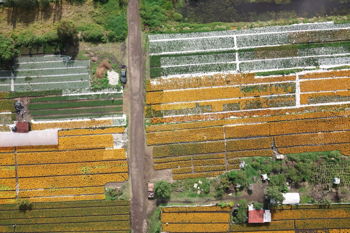 Jualicra's tweet photo. No es por presumir, pero no le pedimos nada a los campos de tulipanes de Holanda o a los de lavanda del sur de Francia.

Buenos y hermosos días, les comparto algunas fotos de la capital del cempasúchil.

En la zona chinampera, este fin de semana es uno de los más hermosos del año.

¡Por 15 días, Xochimilco se pinta de naranja y amarillo!

¡Rompimos récord! 10 millones de plantas listas para adornar ofrendas y altares, calles y avenidas para acompañar la llegada de quienes se nos adelantaron.
