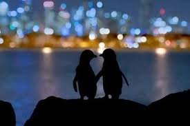 GustavoAdolf_'s tweet photo. Dos almas que se encontraron en el dolor. 🐧🐧
En 2020, en el muelle de St Kilda (Melbourne)🇦🇺, el fotógrafo Tobias Baumgaertner 🇩🇪 capturó este conmovedor instante.
La hembra más clara es anciana y había perdido a su pareja recientemente. El macho más oscuro es más joven y perdió a la suya dos años atrás.
Desde entonces, los voluntarios de la colonia notaron que se reunían cada noche sobre las rocas. Permanecían juntos durante horas, abrazados con sus aletas y contemplando en silencio las luces de la ciudad.
Una hermosa lección de empatía, consuelo y acompañamiento en el duelo.❤️
La imagen se volvió un fenómeno viral masivo en redes sociales durante la pandemia y le valió al fotógrafo el premio Community Choice Award en los prestigiosos Ocean Photography Awar
ds 2020 de la revista Oceanographic Magazine.