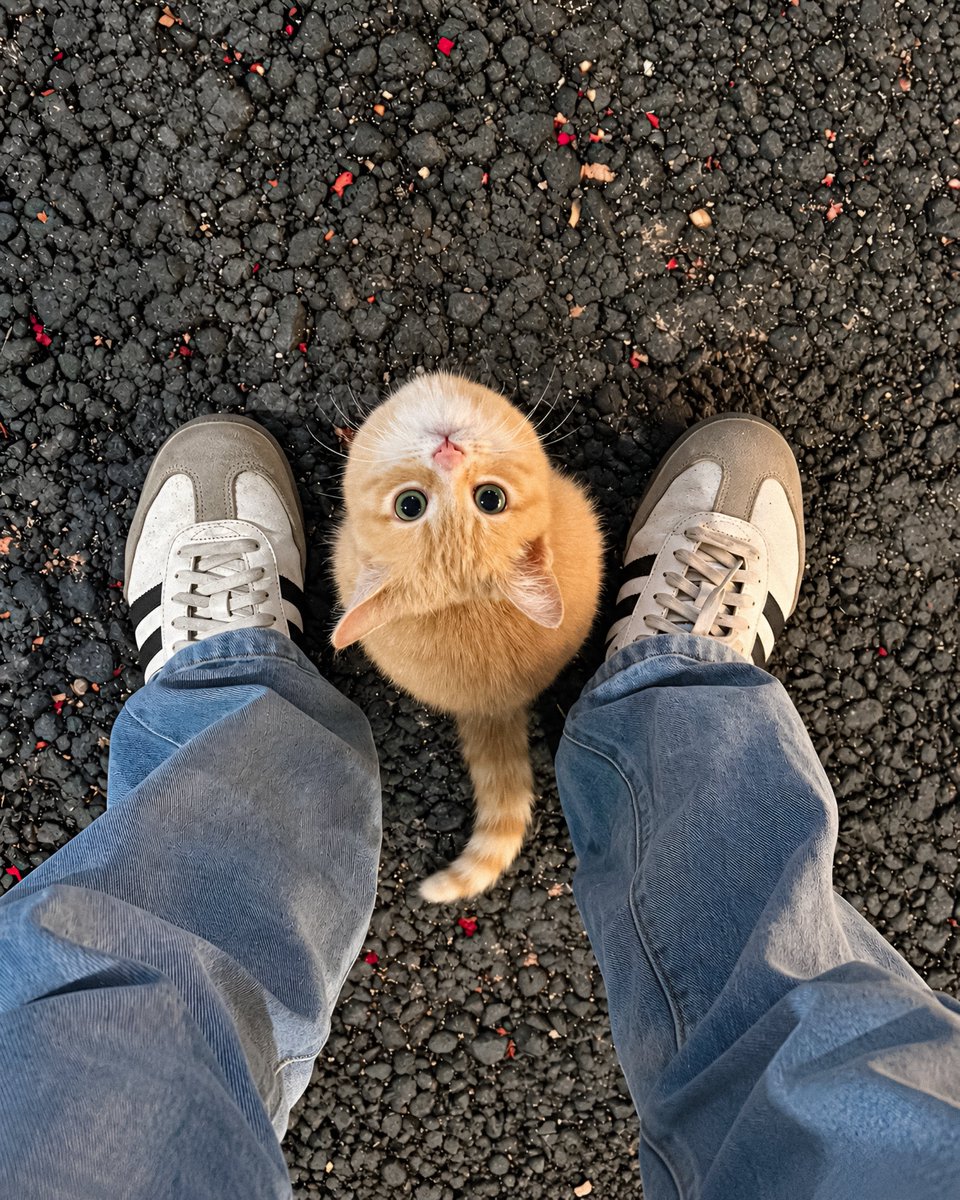 cutestscats tweet picture