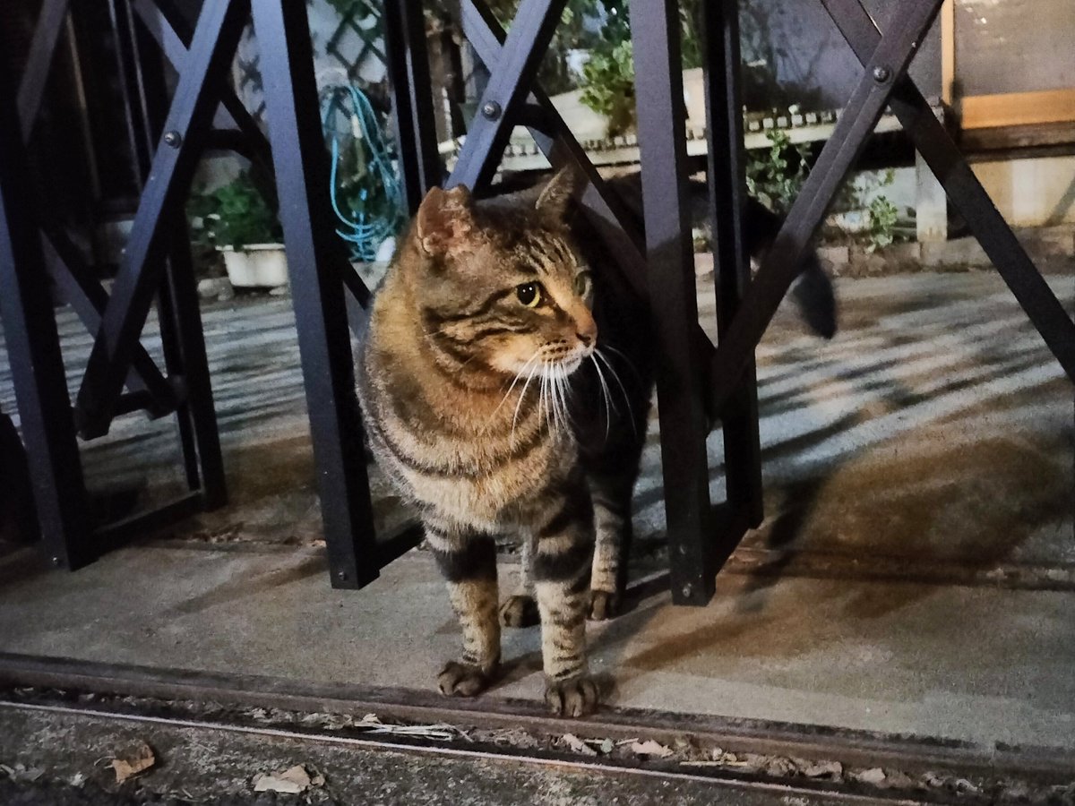 CurryTakuan's tweet photo. 今夜の猫

ブナミ

他の子の飯を奪う https://t.co/GB7JUy0UdC