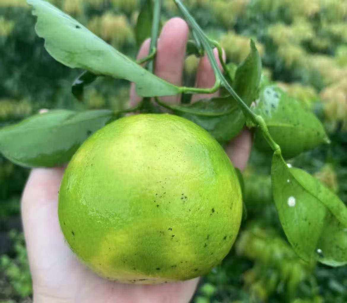 DemianHee's tweet photo. 🍊琼中绿橙，青皮红肉，清甜多汁，海南特色鲜果
Qiongzhong Green Orange, green peel, sweet &amp; juicy. Special fruit from Hainan.
Oren Hijau Qiongzhong, kulit hijau, manis dan berair. Buah khas Hainan.
#Hainanfruit #orange #juicy #琼中绿橙 https://t.co/ySLLJd8JFh