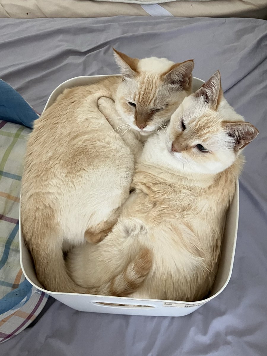 calalacat's tweet photo. 無印良品さんへ。
猫が2匹、ぴったり入りました。
このサイズで正解でした。

#猫のいる暮らし #無印良品 https://t.co/uNgnewLOeM