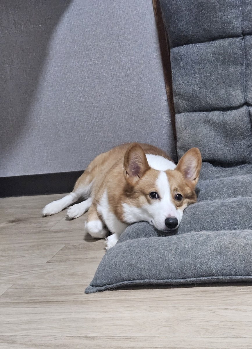 fuusan1922's tweet photo. 🦊 https://t.co/o42768yBRf