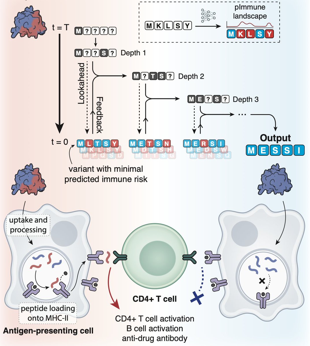 BiologyAIDaily's tweet photo. Protein Deimmunization with a Generative Diffusion Model

1. The paper introduces MESSI, a structure-conditioned discrete diffusion model that generates protein sequences predicted to preserve a given backbone while eliminating MHC class II (HLA-DR) peptide presentation risk—often down to 0 predicted epitopes for a specified allele.

2. Key technical idea: inference-time “lookahead–feedback” steering for discrete diffusion. From a partial denoising state, MESSI samples multiple full sequences (lookahead), scores whole-protein and residue-level immune risk, then “reopens” high-risk positions (masking them again) while keeping low-risk choices as generative memory (feedback), iterating to progressively lower epitope burden.

3. To enable fast closed-loop steering, the authors train an allele-specific immune-risk predictor directly on IEDB MHC-II eluted-ligand MS data (12–25 aa windows) with both window-level and residue-level supervision, producing a local risk landscape for targeted edits plus a global score for candidate selection.

4. Benchmarking vs NetMHCIIpan-4.3: the learned predictor matches ROC-AUC while better capturing residue-level risk patterns (higher Pearson correlation with ligand coverage) and is reported up to ~1,500x faster, GPU-compatible—critical for coupling to generative sampling.

5. Large-scale design tests across 211 proteins and 3 HLA-DRB1 alleles (04:01, 07:01, 15:01) show MESSI shifts the design distribution toward lower predicted immune risk while maintaining strong structural recovery (e.g., scTM > 0.7 across tested proteins), outperforming post-hoc filtering of unguided inverse folding and reducing variance seen in unconstrained ProteinMPNN designs.

6. Multi-allele proof-of-concept: MESSI can be constrained against two alleles simultaneously (DRB1*04:01 and DRB1*07:01), producing sequences with reduced risk for both, suggesting a path toward broader population coverage (while noting the scaling challenge to many alleles/loci).

7. Experimental validation 1 (enzyme): MESSI deimmunizes a de novo luciferase (LuxSit-i) by fixing 22 catalytic/pocket residues and redesigning the rest. Five variants at ~53–57% identity retain near-identical predicted folds and achieve 0 predicted epitopes for DRB1*15:01; all show detectable luminescence in cell-free expression, with one variant matching parent activity.

8. Experimental validation 2 (binder): MESSI is inserted into the BindCraft pipeline to redesign a PD-1 minibinder while fixing 57 hotspot contact residues. Four designs achieve 0 predicted epitopes (DRB1*15:01), maintain high complex confidence (iPTM > 0.9), express better in cell-free E. coli, and show measurable binding by BLI; two variants improve affinity, with a best reported Kd ~30 nM.

9. Experimental validation 3 (clinically relevant enzyme): MESSI deimmunizes uricase, motivated by ADA issues in approved rasburicase/pegloticase. Across 11 diverse uricase orthologs, designs reduce predicted epitope counts (NetMHCIIpan evaluation), sometimes to 0 (e.g., G. max and D. radiodurans), while retaining activity in IVTT Trinder assays; some variants show higher normalized activity than wild type (best S. scrofa redesign ~2.7x).

10. Discussion emphasizes MESSI as an “immunogenicity-aware inverse folding” module compatible with modern generative design, highlights future needs (DP/DQ coverage, many-allele scaling, TCR recognition/self-similarity, B-cell epitopes and aggregation/stability), and suggests personalized design against patient HLA genotypes or rotating epitope-distinct sequence reservoirs for repeat dosing.

💻Code: https://t.co/v8wLm4KthX
📜Paper: https://t.co/2Va8vFCrY4
#ProteinDesign #DiffusionModels #GenerativeAI #ComputationalBiology #Immunology #Deimmunization #MHCII #HLA #Biologics #TherapeuticProteins #InverseFolding #ProteinEngineering #DrugDevelopment
