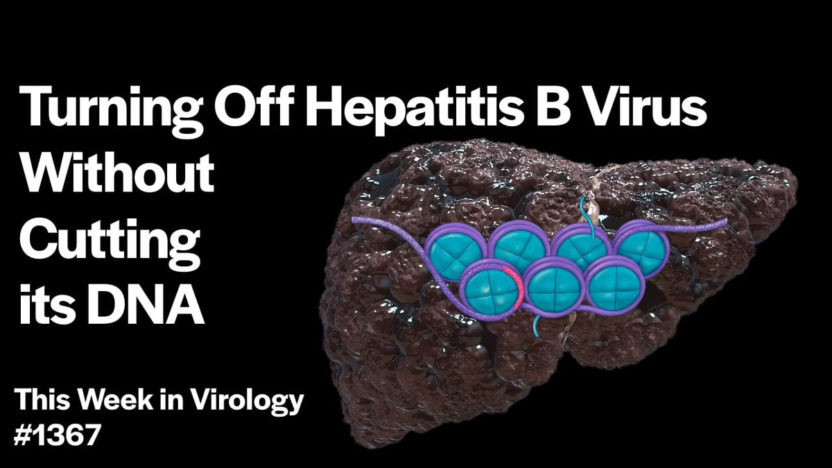 profvrr's tweet photo. A study shows influenza A virus infection induces immune dysregulation in placenta &amp; fetus w/out vertical transmission in nonhuman primates, &amp; development of an epigenetic silencer therapy to transcriptionally inactivate viral DNA in chronic hepatitis B. 📺https://t.co/WDUazYIUKH https://t.co/gbtgsDaxr1