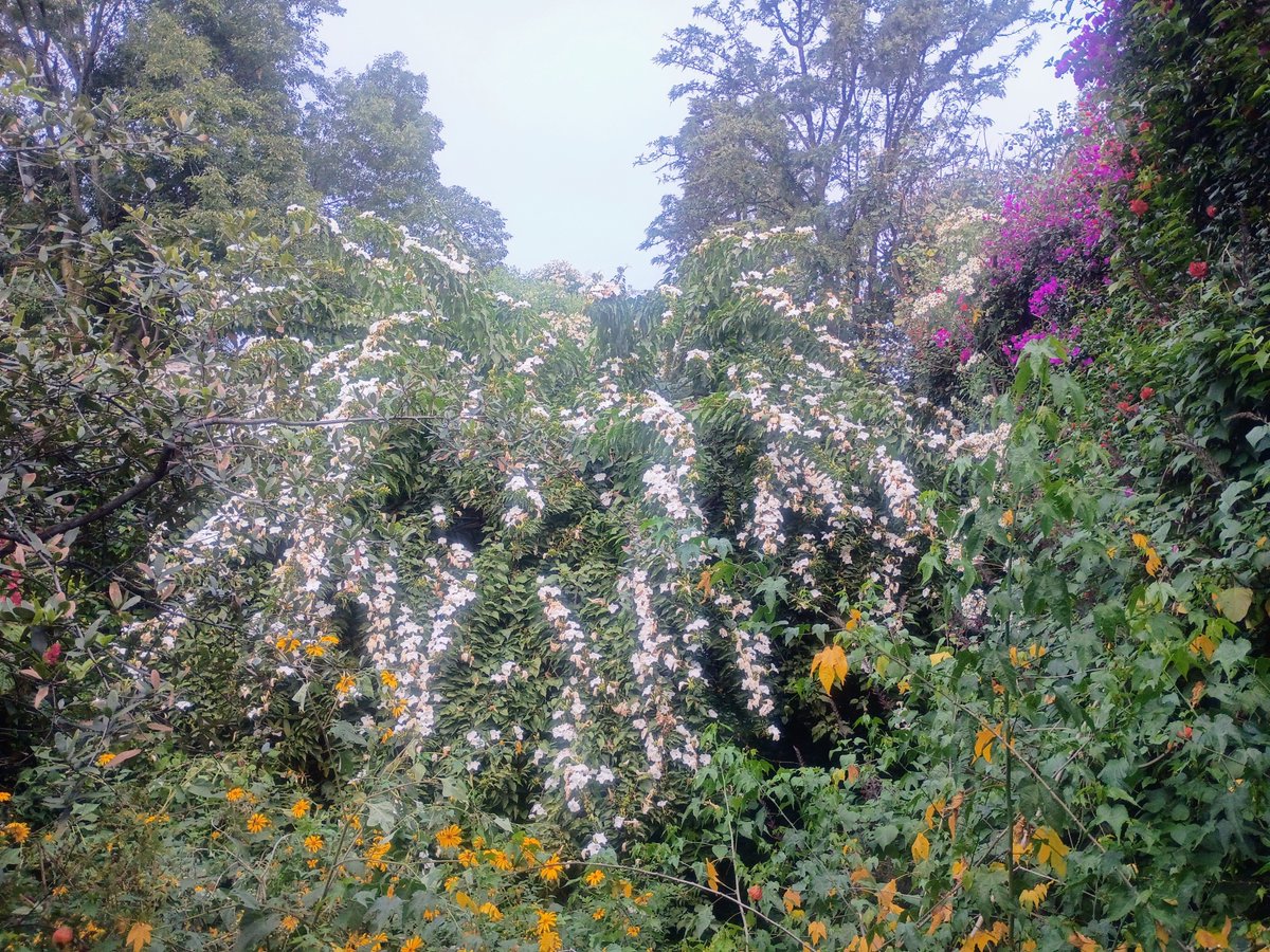 jungla_cdmx's tweet photo. Así luce el cazahuate de la JunglaUrbana esta mañana. Es sin duda uno de los árboles mexicanos más hermosos. Seguirá floreciendo sin parar hasta el próximo mayo, alimentando con sus flores colibríes, murciélagos, abejas nativas, escarabajos, picochuecos y calandrias... 🤯 https://t.co/m32IAgSRhf