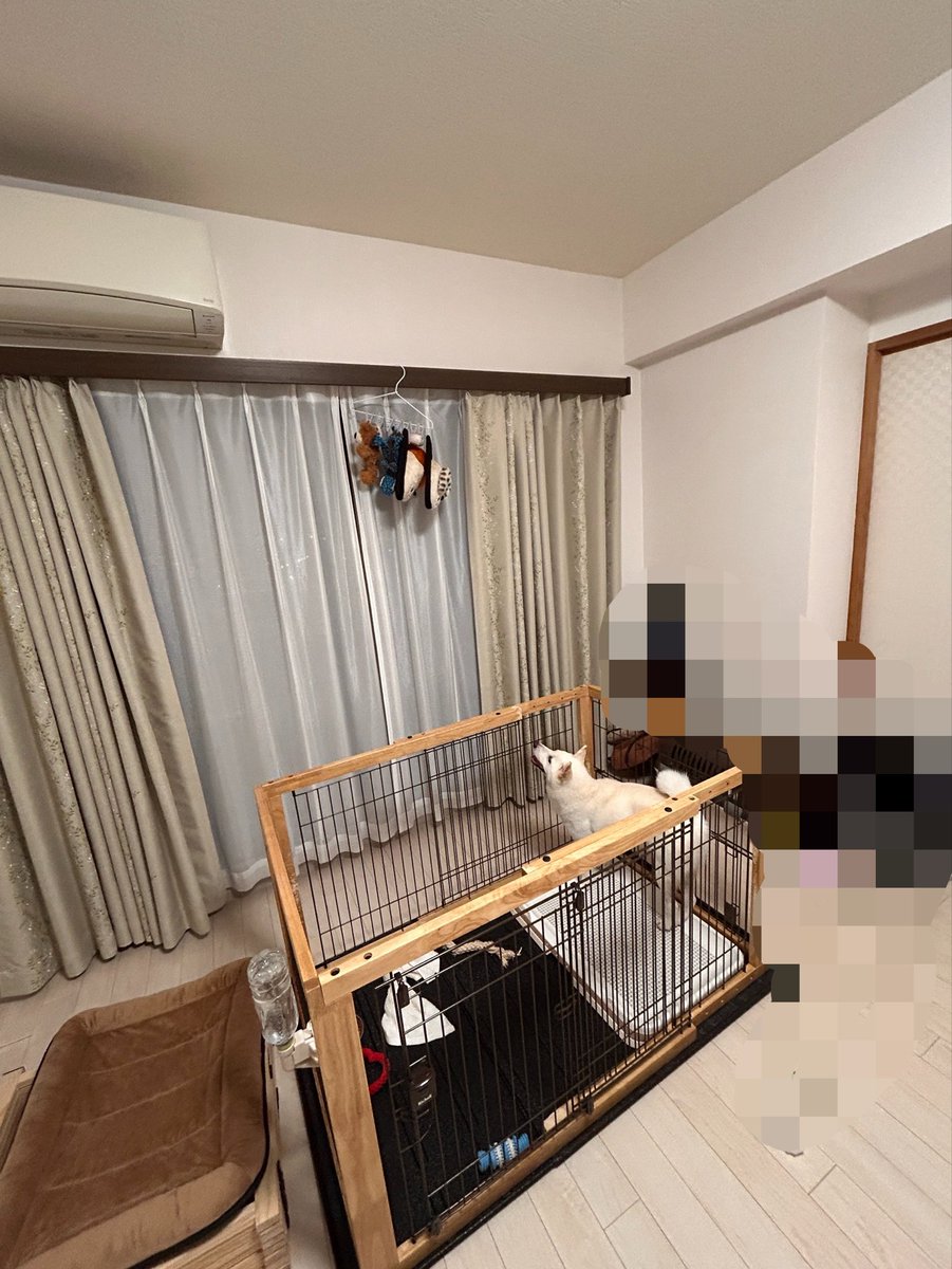 solic3636's tweet photo. くちゃすぎて消臭、吊るし上げられてるおもちゃを欲しい旭

 #柴犬 #白柴 #柴犬好き #犬のいる生活 #犬好き https://t.co/K1rZKQLxCG