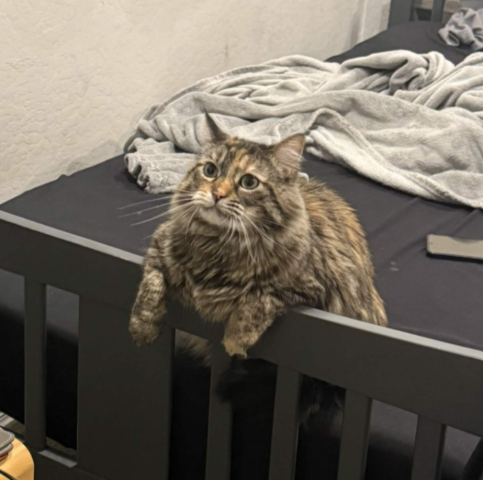 fishyqq_'s tweet photo. my friends stupid looking chud ass cat that i would sell my soul for https://t.co/6qVmrVbYb9