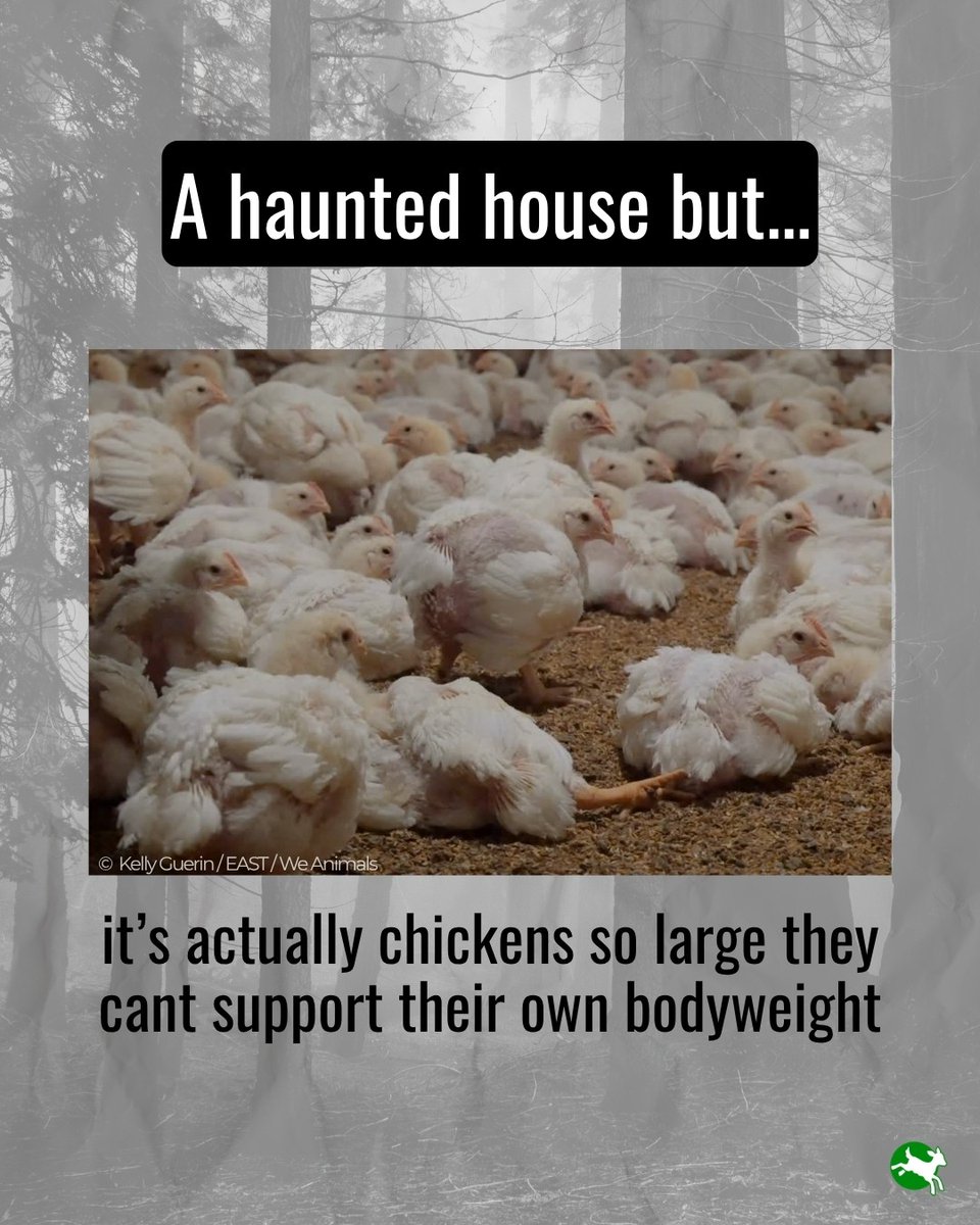 ciwf's tweet photo. A haunted house but it’s actually factory farming methods used in the UK 👻 https://t.co/s2QjPARbnH