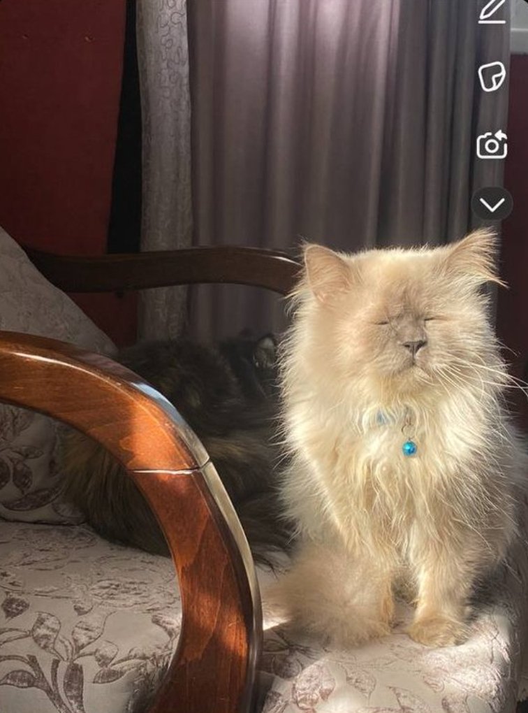 Merlinonasunday's tweet photo. This gorgeous drawing was made by Shadi's older sister Diana after their cat Bono passed away. Shadi was devastated by the loss of his beloved companion. May they be reunited somewhere beautiful now ❤️‍🩹🕊️
Help his remaining family: https://t.co/dBoHhD4OH0 https://t.co/bs1tG2E60H