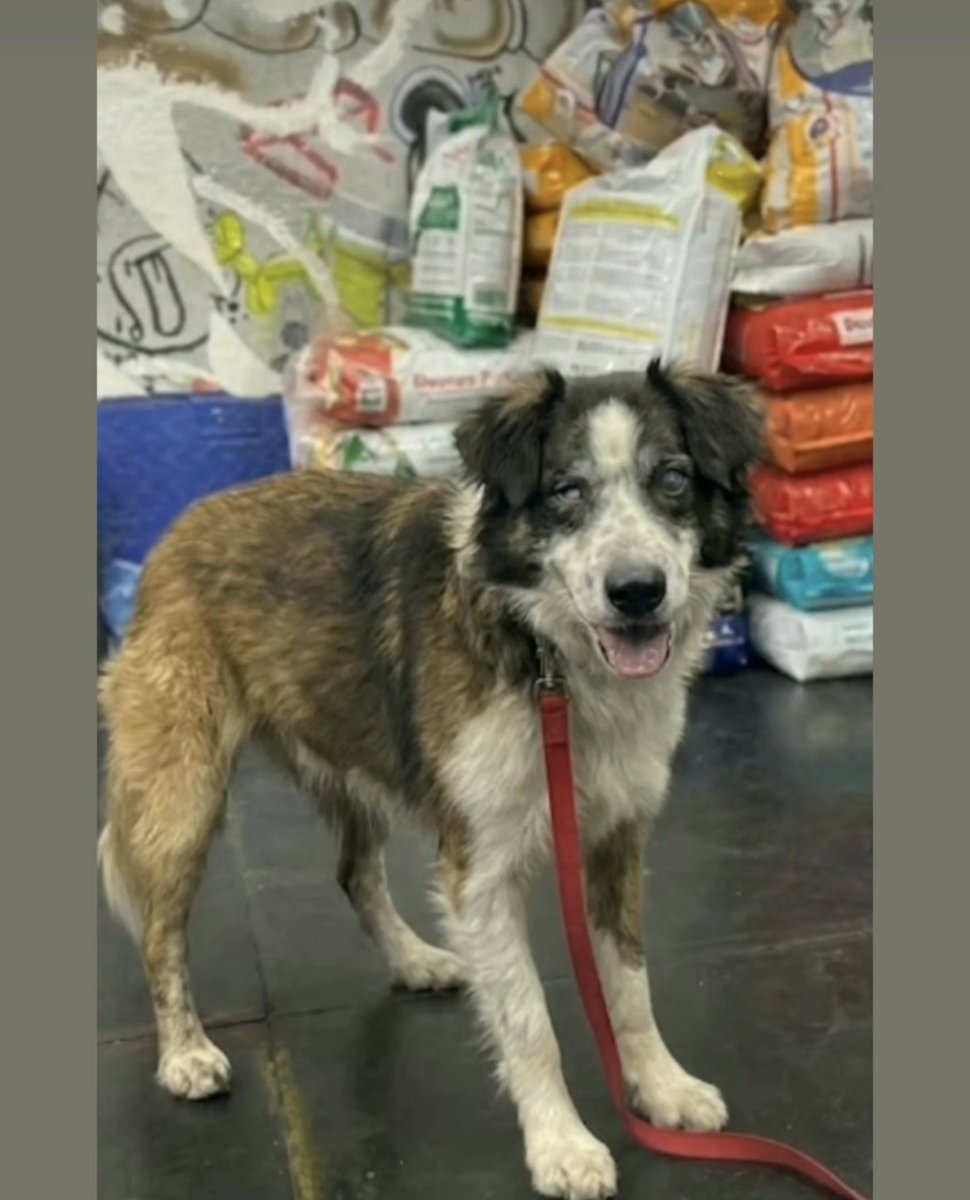 gracon27's tweet photo. @JusticiaParaSamy🐶❤️‍🩹🇻🇪
#NoAlMaltratoAnimal✋🏻
#BastaDeCrueldad
#JusticiaParaSamy🥲
@MinpublicoVEN 
🚨🚨🚨🚨🚨🚨🚨🚨🚨🚨🚨 https://t.co/kI60OEn42M