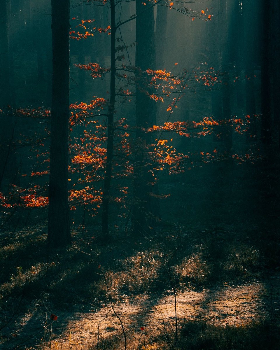 Flaviavmoura's tweet photo. Wald, kurz bevor die Sonne ihn wieder loslässt. Goldenes Licht, Nebel und Herbstfarben in ihrer schönsten Form. https://t.co/Bi2dn9sBta