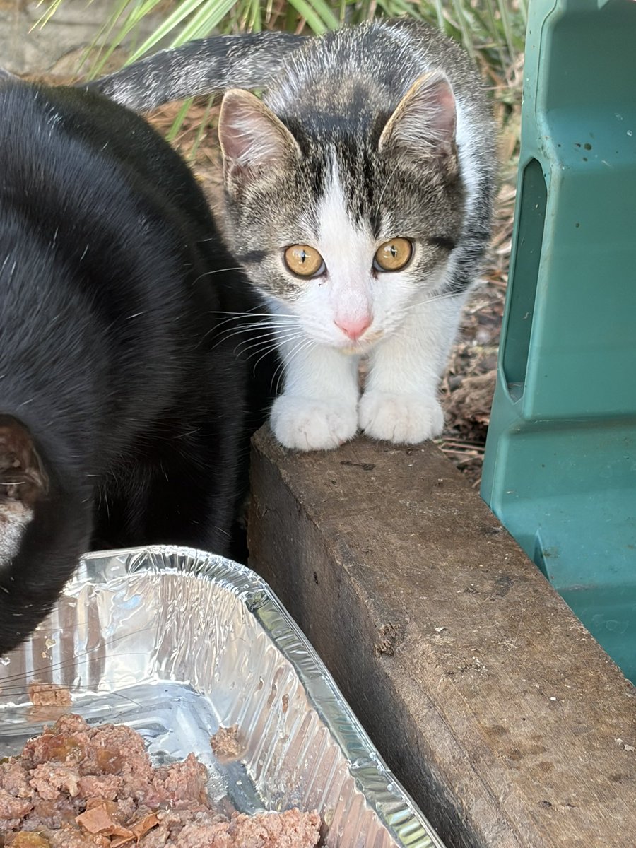 amici_da's tweet photo. Queste 5 creature hanno bisogno di aiuto e di qualcuno che non gli faccia passare tutta la vita in strada..se qualcuno li volesse adottare o se conoscete rifugi a Roma che possano accoglierli per favore contattatemi..sono disperata perché non ho soluzioni https://t.co/s7b8FGOAqB