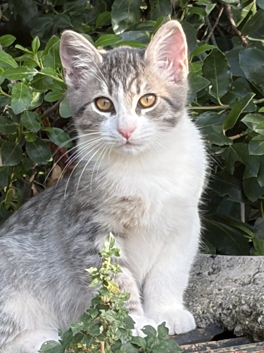 amici_da's tweet photo. Queste 5 creature hanno bisogno di aiuto e di qualcuno che non gli faccia passare tutta la vita in strada..se qualcuno li volesse adottare o se conoscete rifugi a Roma che possano accoglierli per favore contattatemi..sono disperata perché non ho soluzioni https://t.co/s7b8FGOAqB