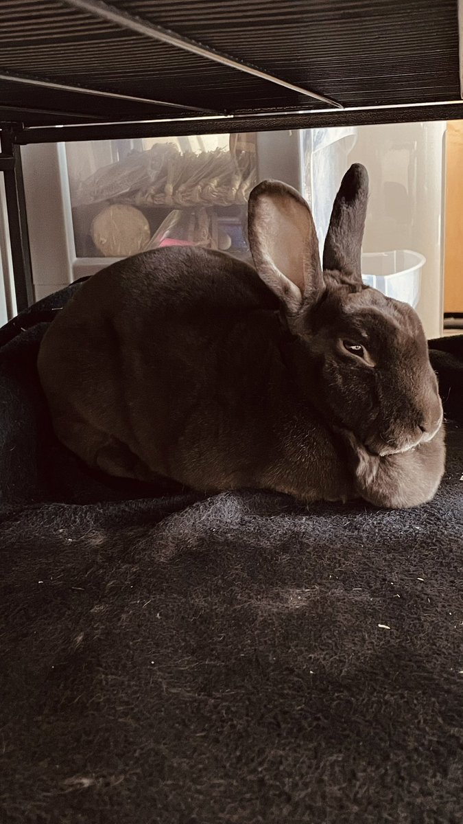 Dewbug_'s tweet photo. The humble loaf of pumpernickel: https://t.co/7qUpZan2np