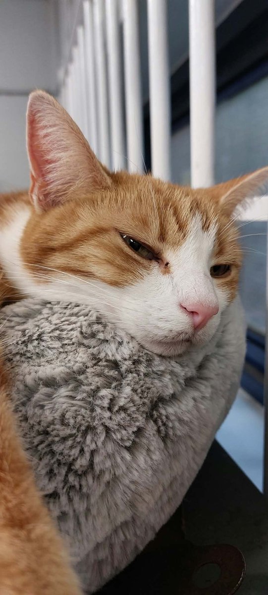 TheStourbridge's tweet photo. Night night sweet dreamies 

Please don't let life take your smile away. https://t.co/WNRheMmKoL